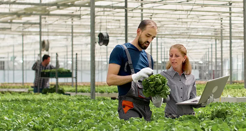 Agrarhandel, Mann und Frau stehen in einem großen Gewächshaus, betrachten einen Salatkopf mit Laptop in der Hand