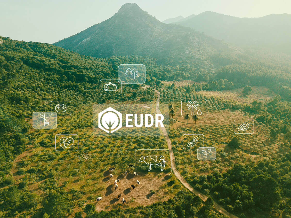 EUDR Verschiebung Das Sollten Unternehmen Jetzt Wissen