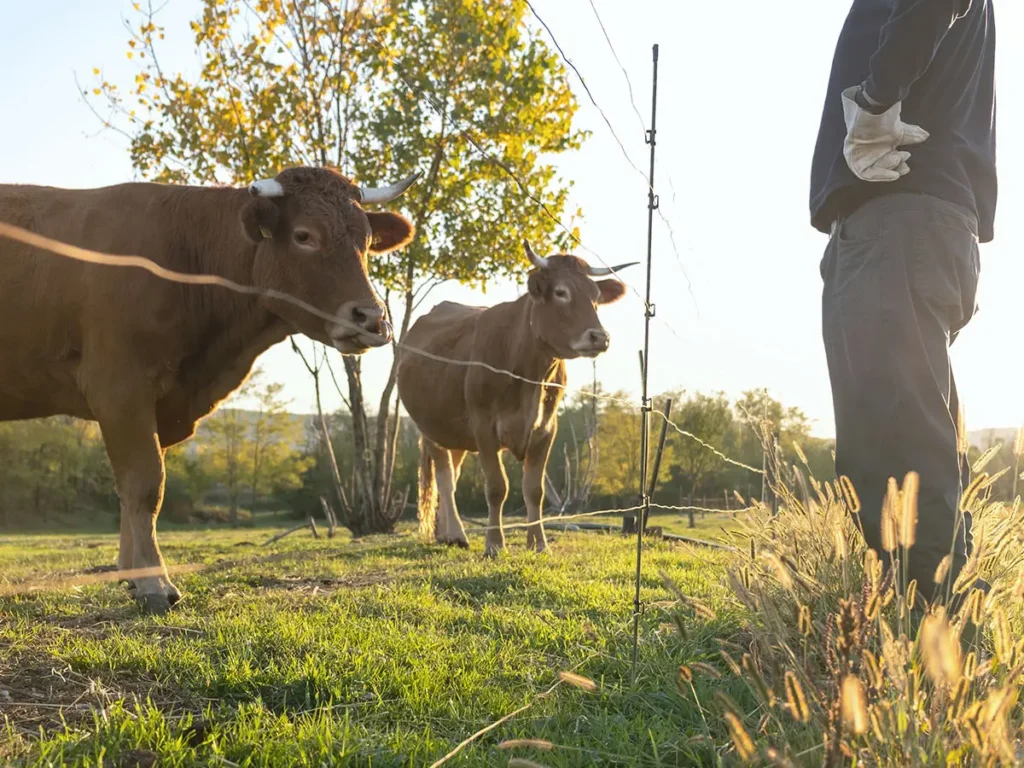 Mann und zwei Kühe auf einer Wiese