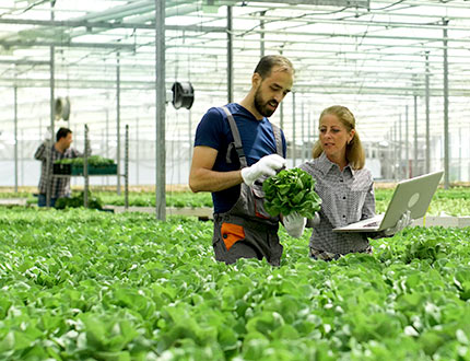 Klimabilanz Handel Dienstleistung Gewerbe, Mitarbeiter:innen bei Qualitätskontrolle in Gewächshaus mit Laptop